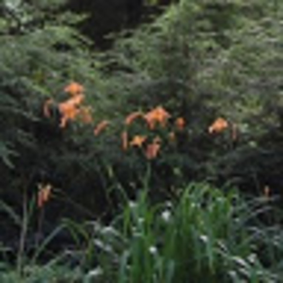 Meet the Posher Other - Meet your Posher, Pauline